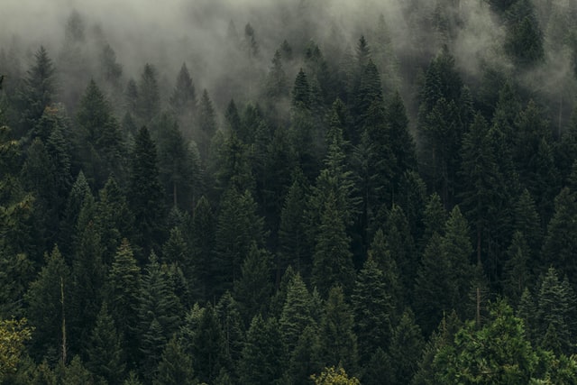 Trees Trees